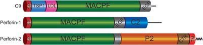 Breaching the Bacterial Envelope: The Pivotal Role of Perforin-2 (MPEG1) Within Phagocytes